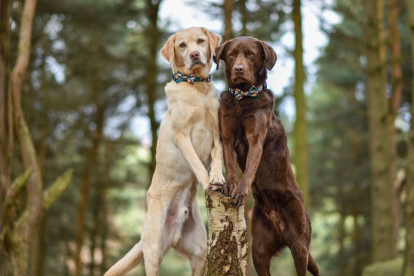 'Brush It Off' Dog Bow - The Bark Market