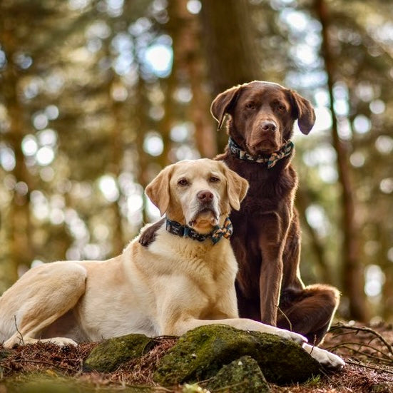 'Brush It Off' Dog Bow - The Bark Market