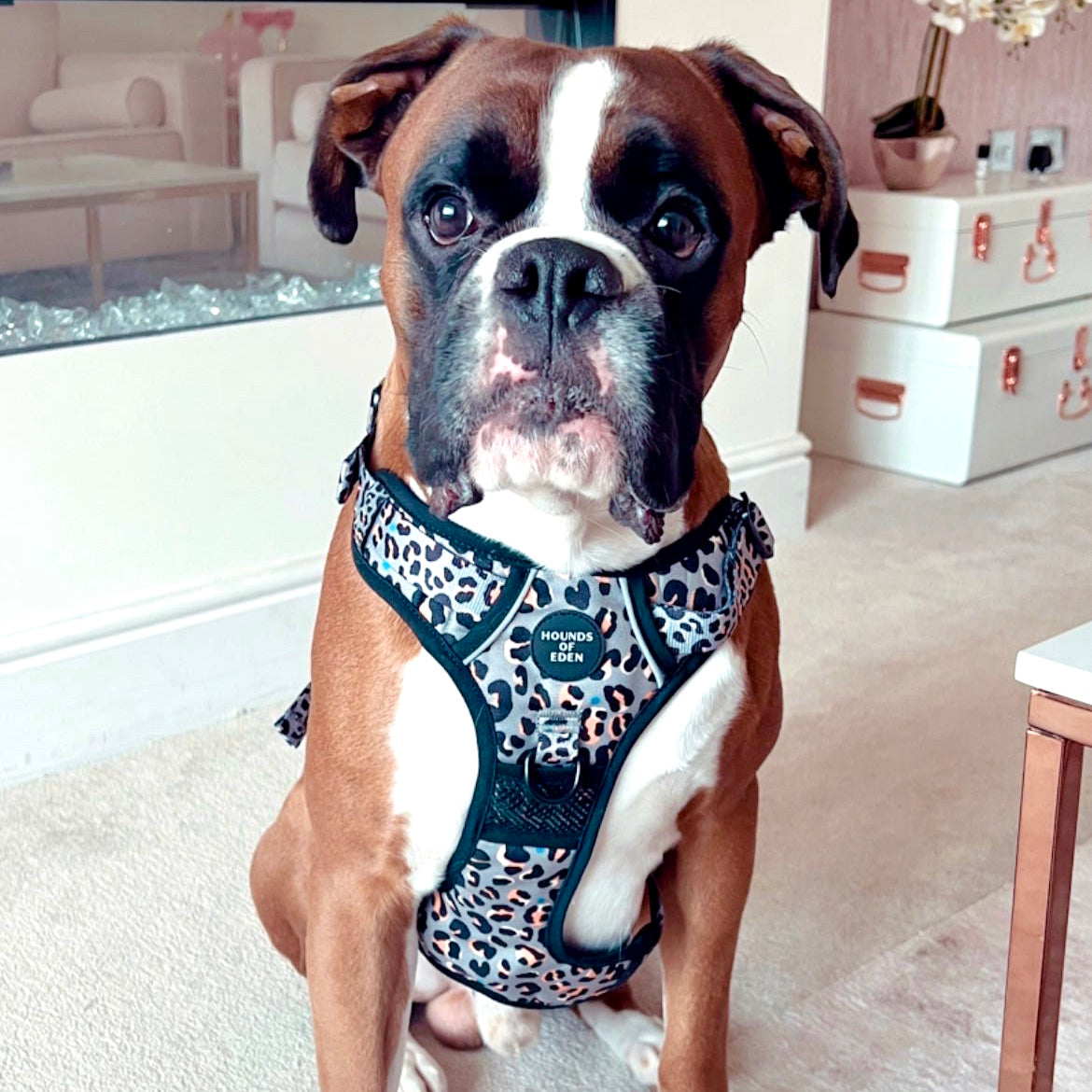 Supaw Strong™ 'Steel Leopard' Utility Harness - The Bark Market