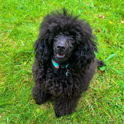 Inquisitive Fox Collar