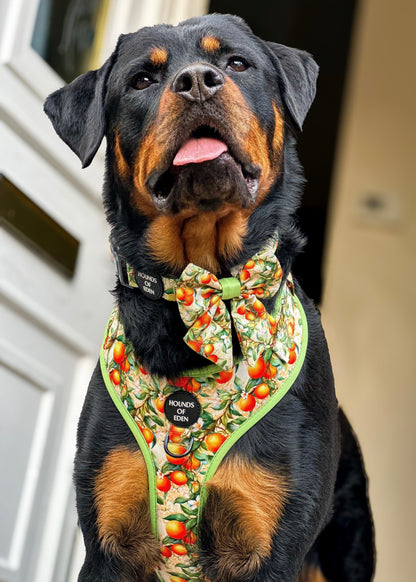 Simply the Zest - Oranges Dog Harness - The Bark Market