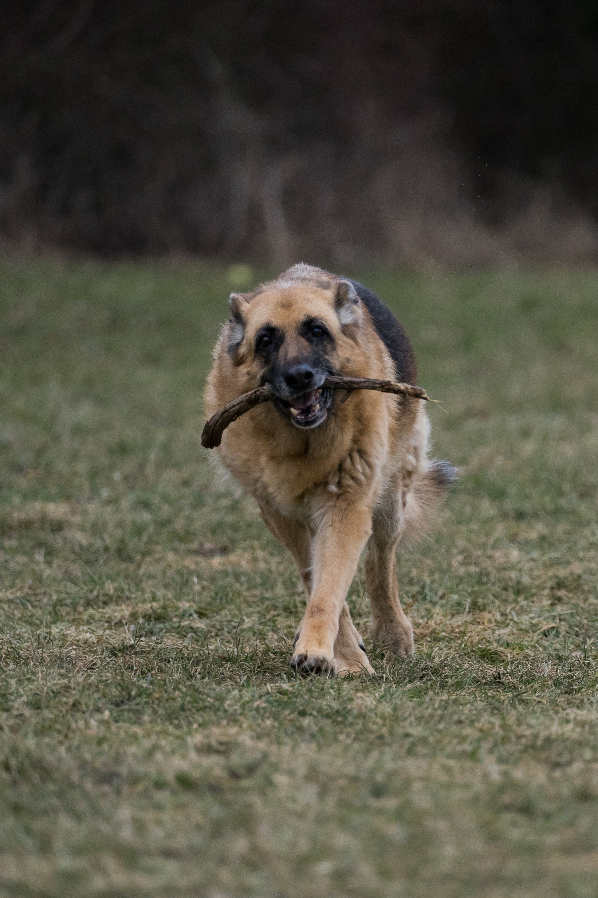 Max Strength Plus Premium Canine Joint Supplement From - The Bark Market