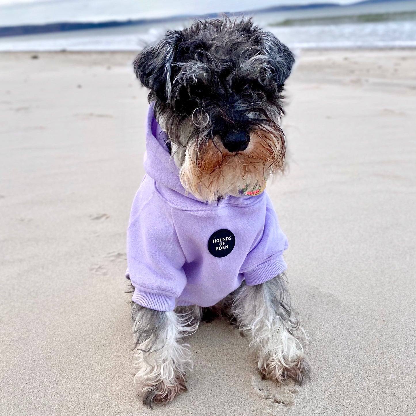 Dog Hoodie - Light Teal - The Bark Market