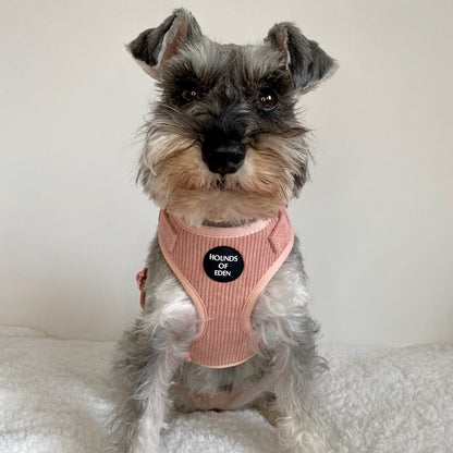Peach Schnapps - Pink Corduroy Harness - The Bark Market
