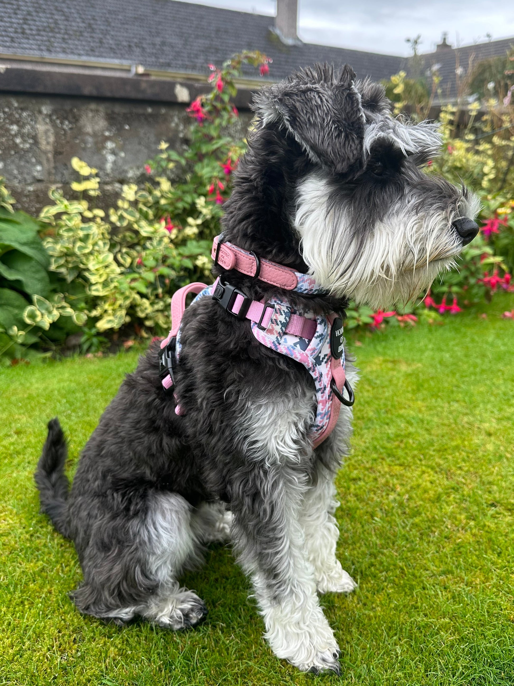 Pink Houndstooth Dog Supaw Strong Lite™ Harness (XS-XL) - The Bark Market
