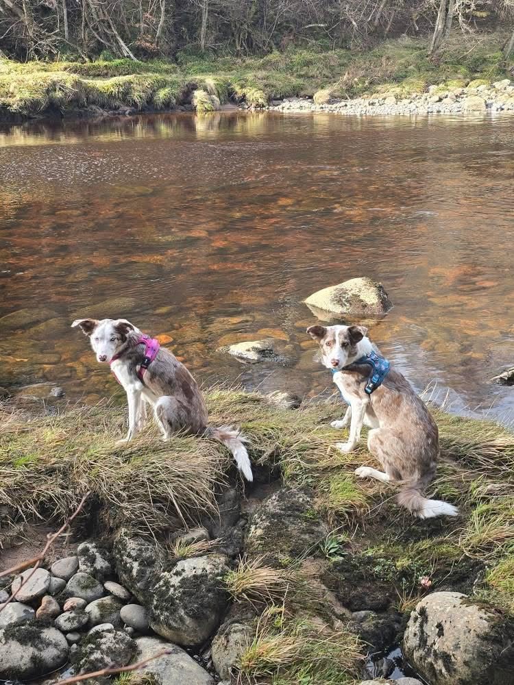 Lazy Sloth Tactical Dog Harness