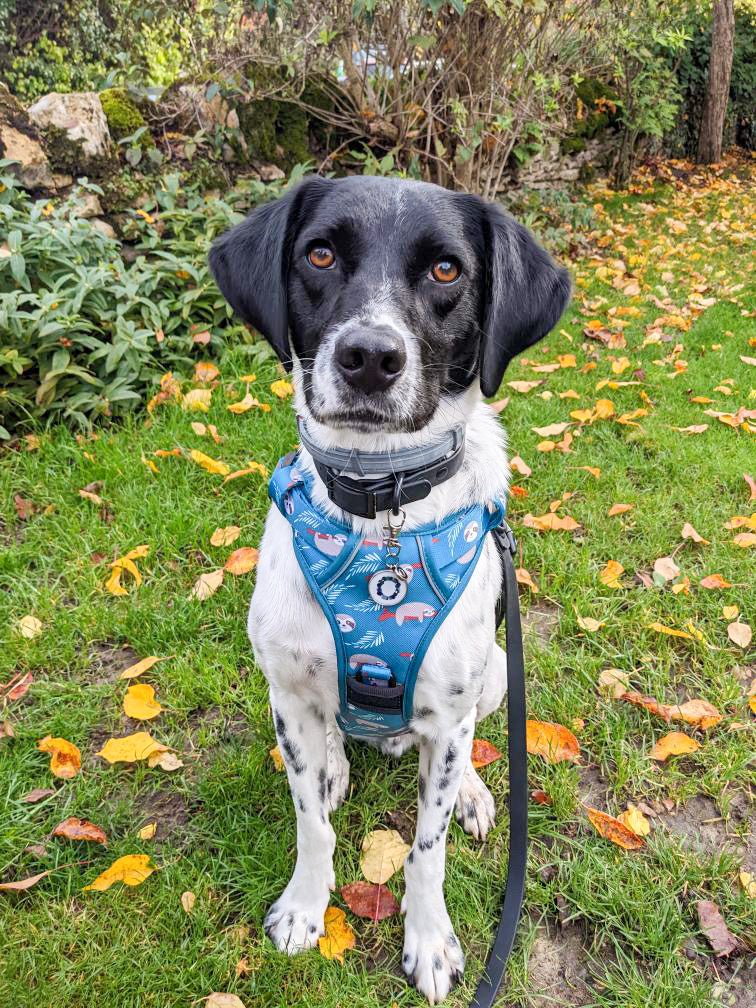 Lazy Sloth Tactical Dog Harness