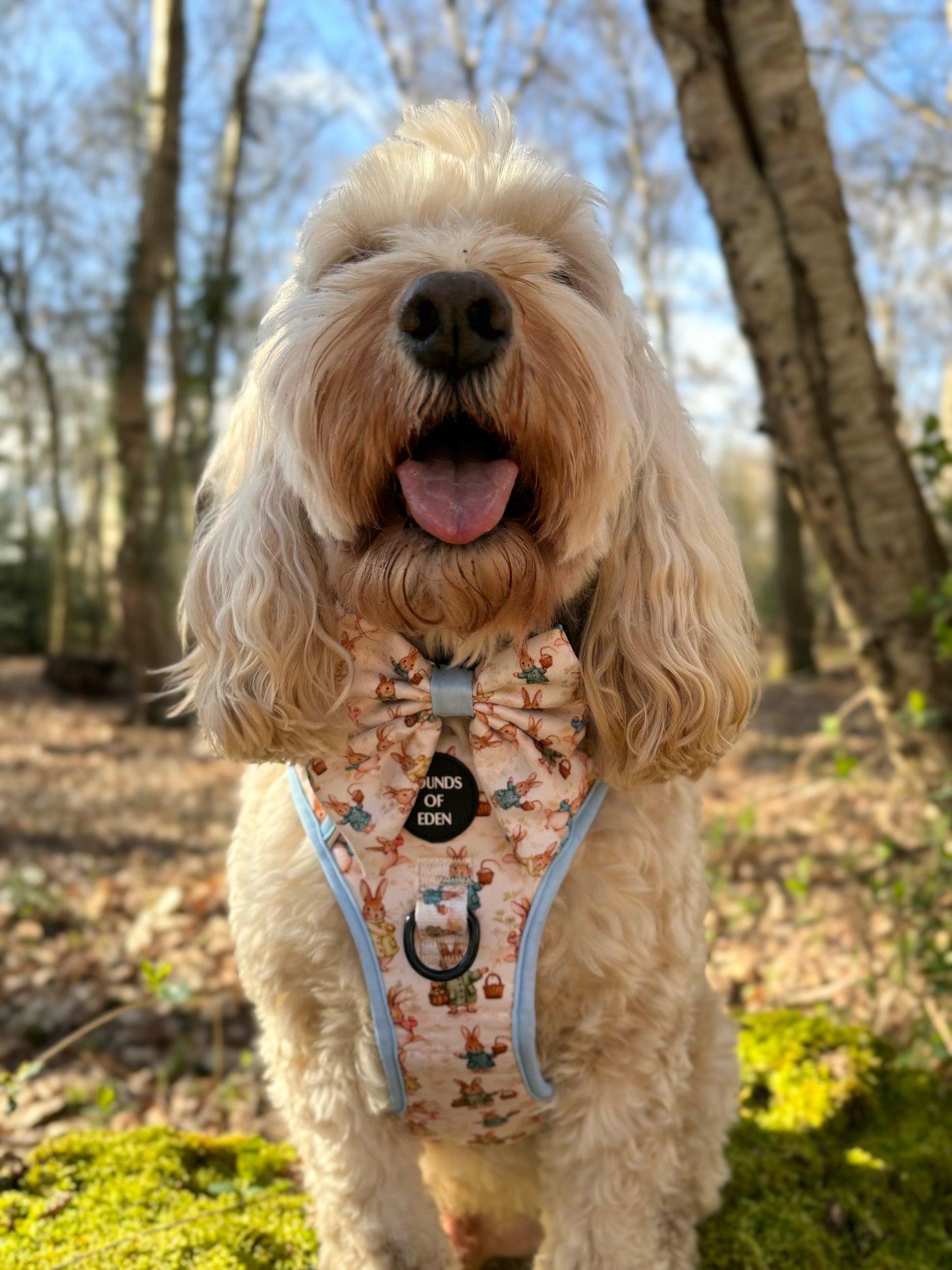 Bunny Tales - Blue, Sailor Bow Tie - The Bark Market