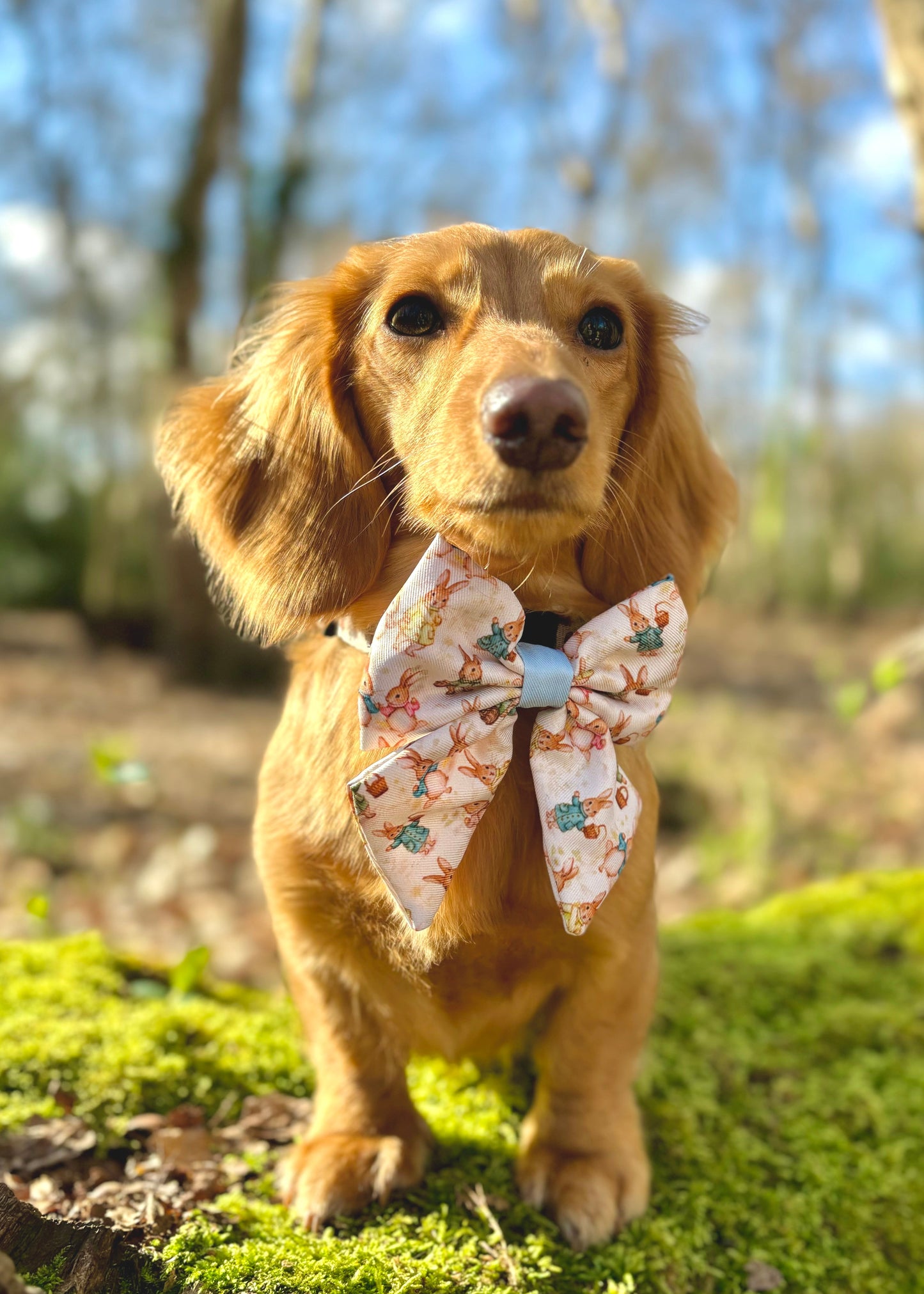 Bunny Tales - Blue, Sailor Bow Tie - The Bark Market