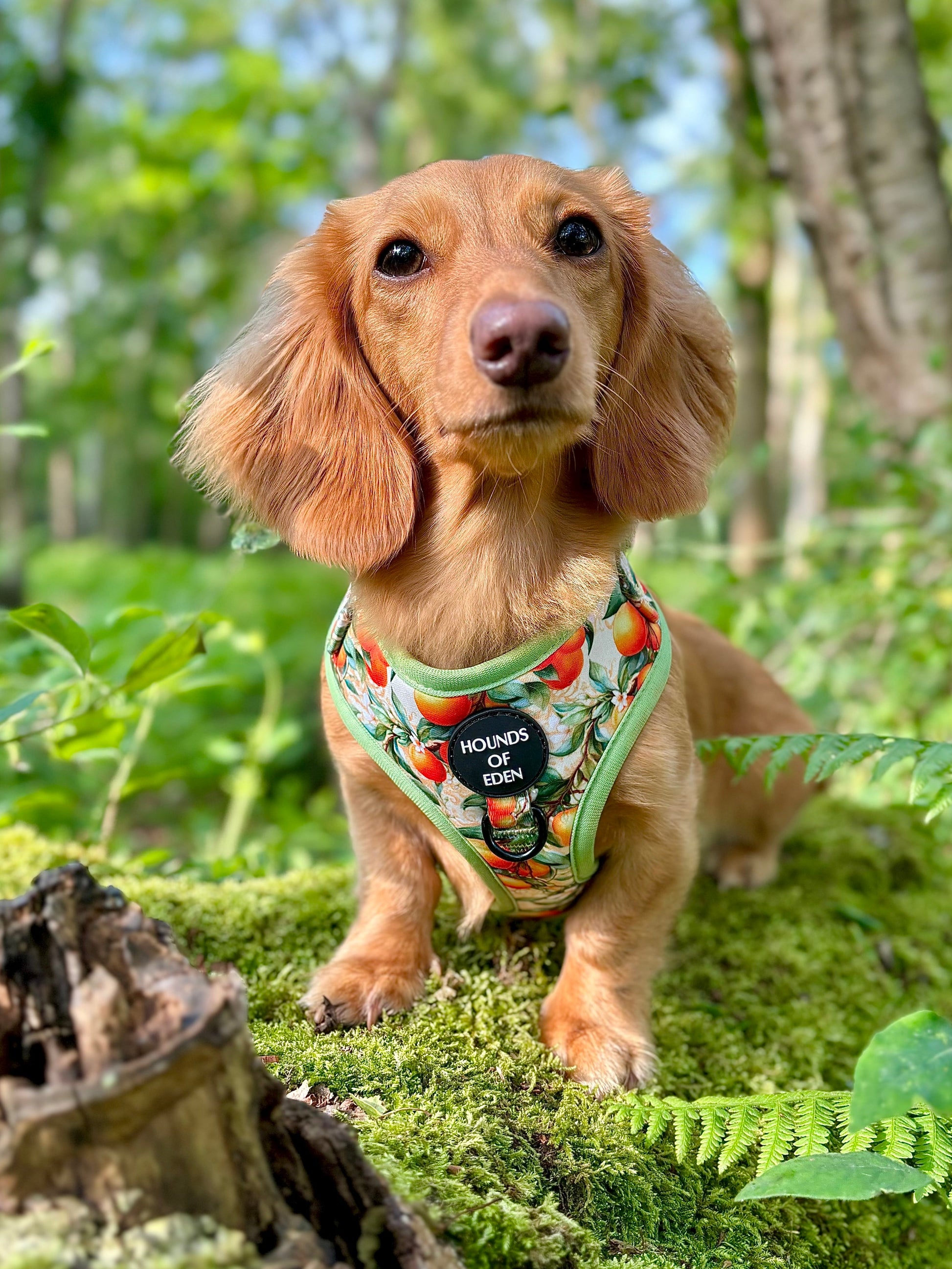 Simply the Zest - Oranges Dog Collar - The Bark Market