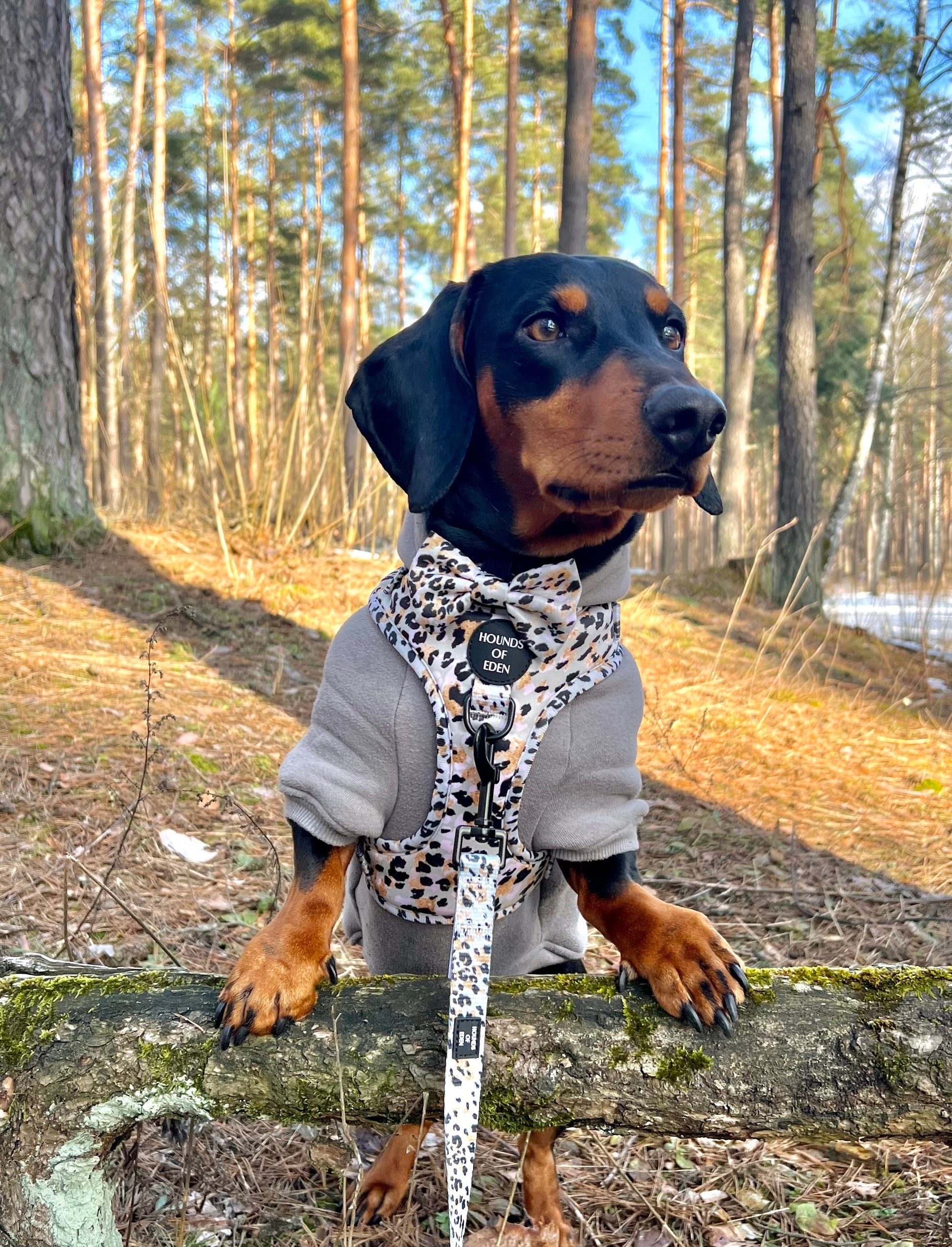 Dog Hoodie - Black - The Bark Market