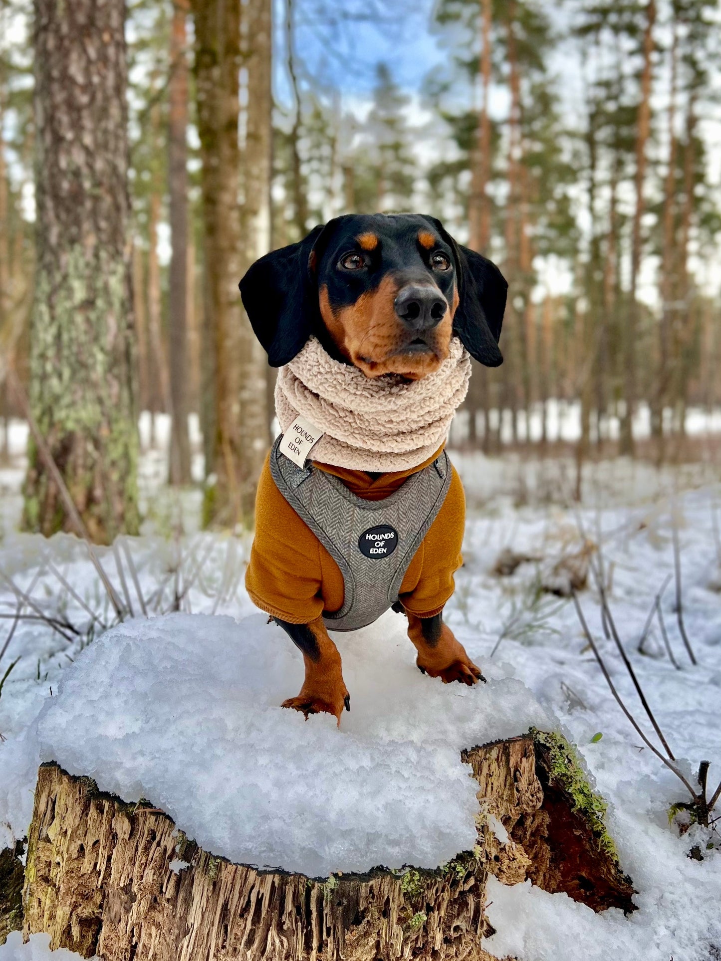 Dog Hoodie - Charcoal Grey - The Bark Market