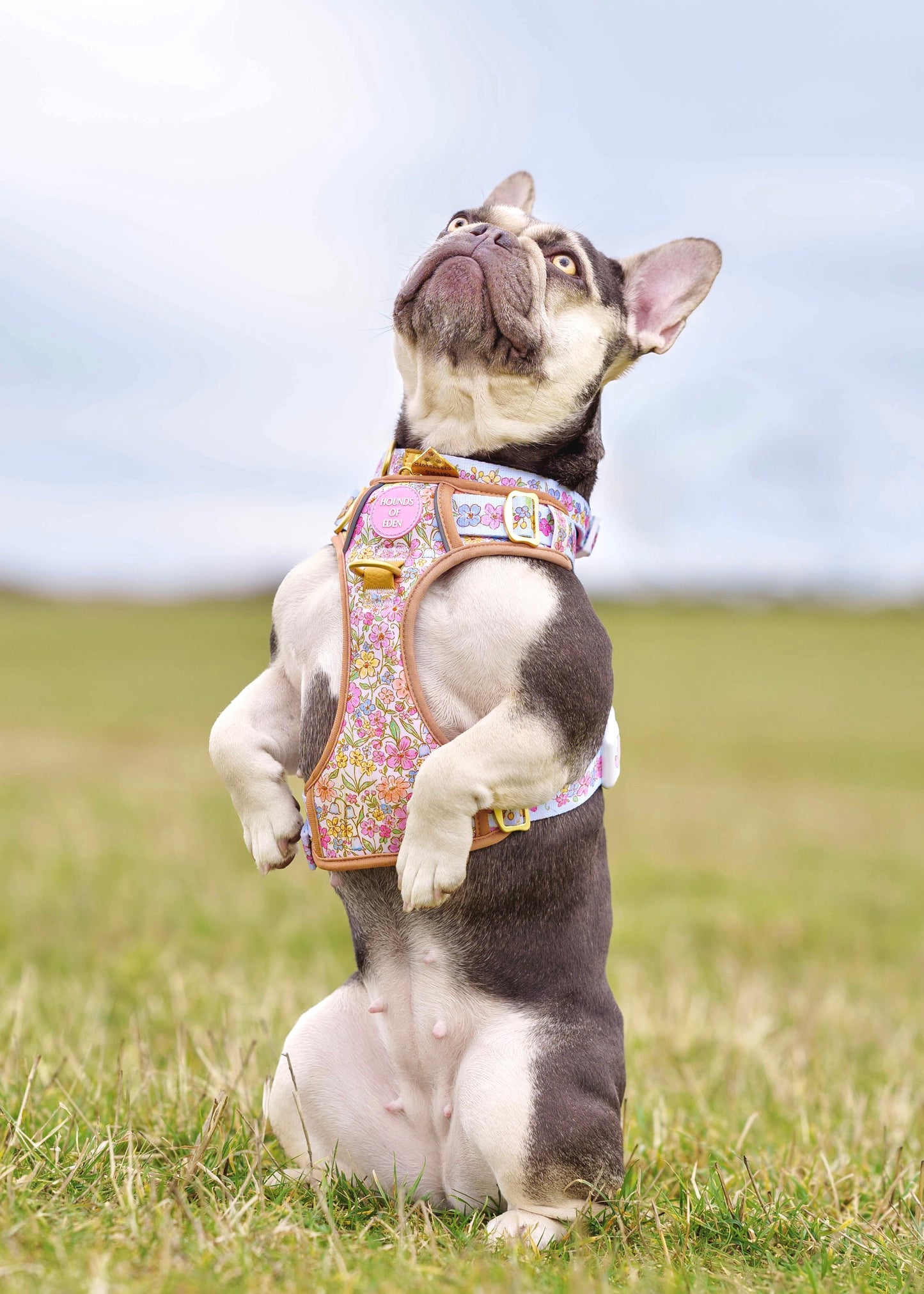 Pastel Petals - Supaw Strong™ Dog Harness (XS-XL) - The Bark Market