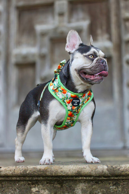 Simply the Zest - Oranges Dog Harness - The Bark Market