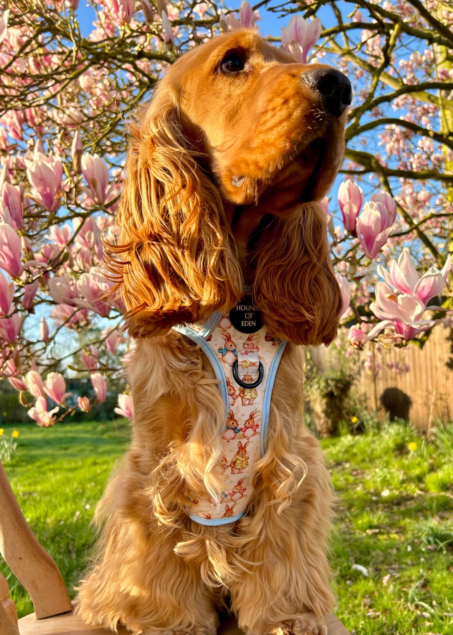 Bunny Tales - Blue, Dog Supaw Strong™ Lite Harness (XS-XL) - The Bark Market