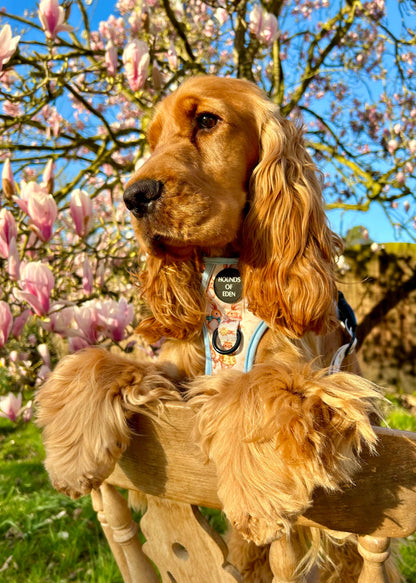 Bunny Tales - Blue, Dog Supaw Strong™ Lite Harness (XS-XL) - The Bark Market