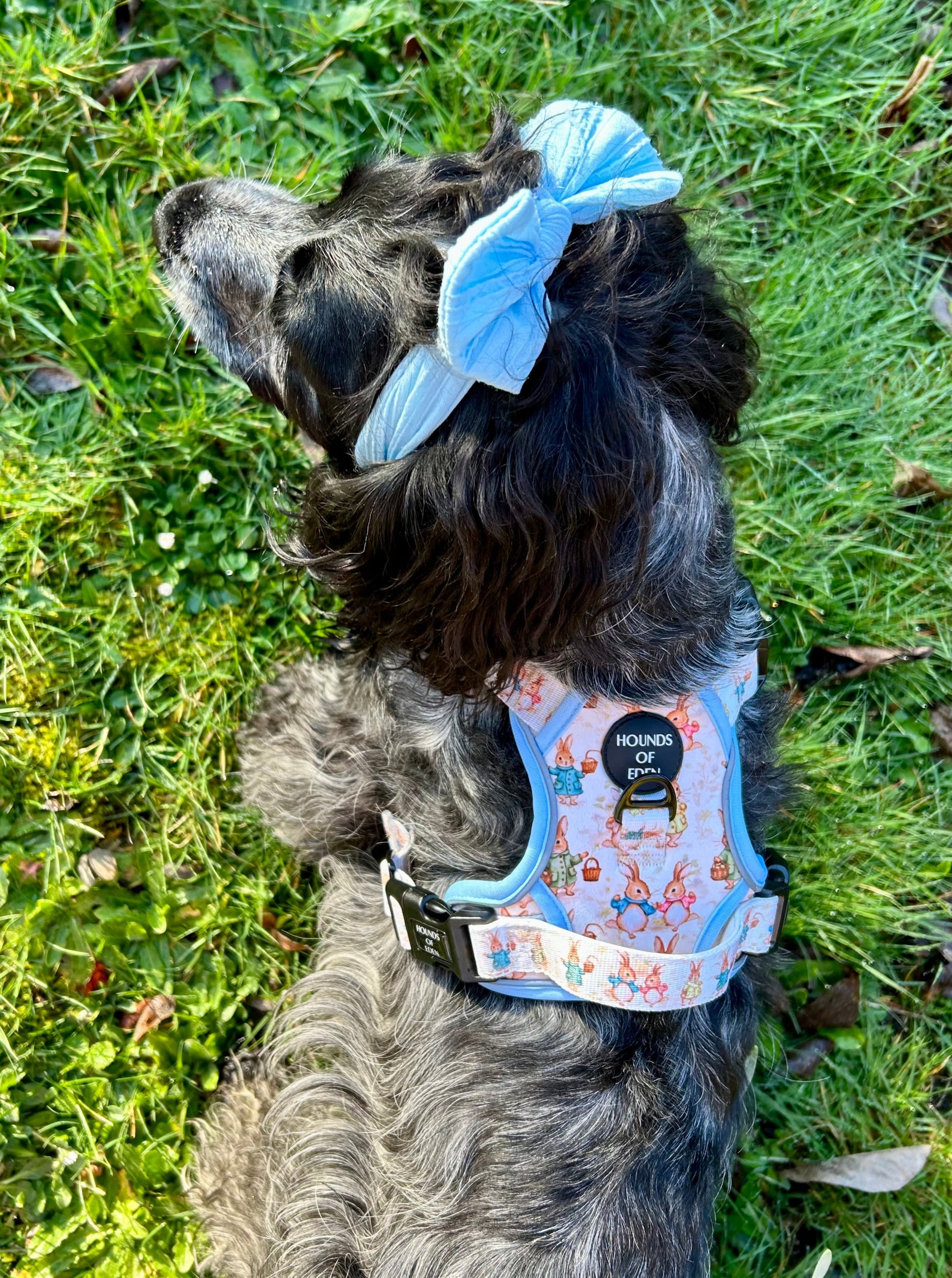 Bunny Tales - Blue, Dog Supaw Strong™ Lite Harness (XS-XL) - The Bark Market