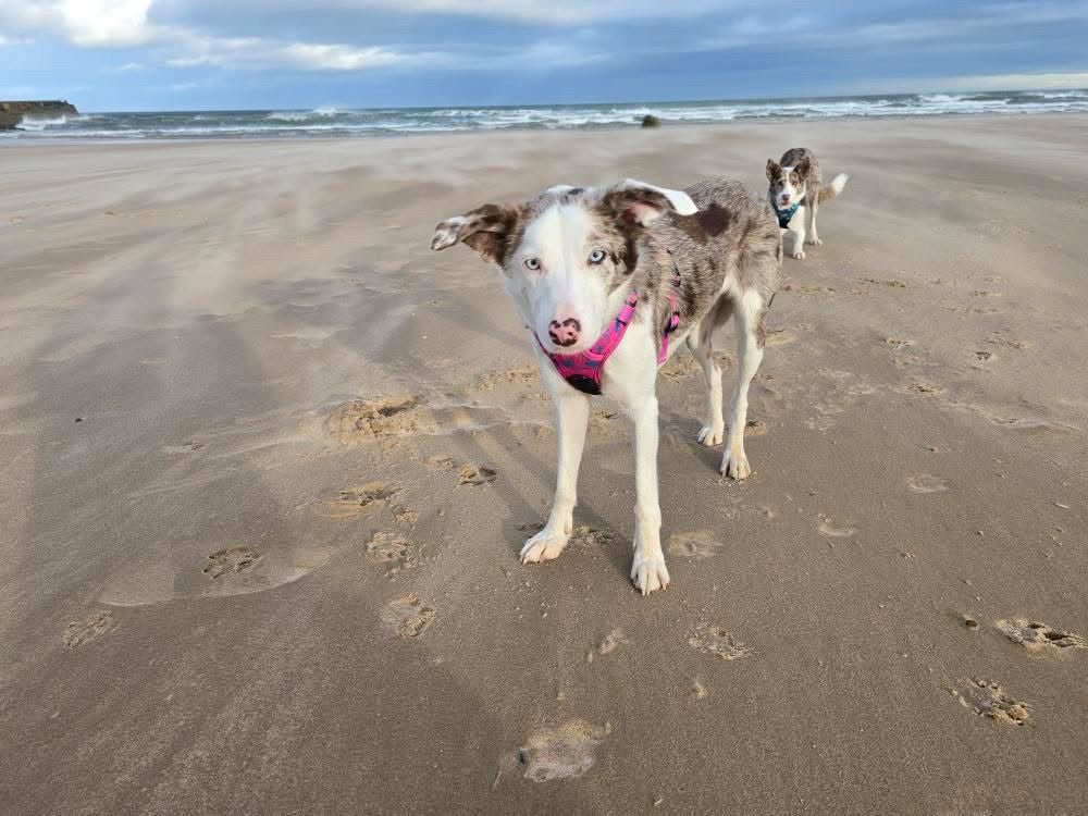 Peacock Power No Pull Tactical Dog Harness