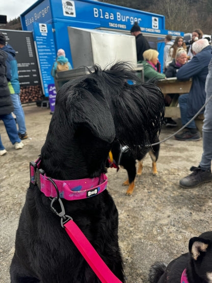 Peacock Power Tactical Dog Collar with Handle