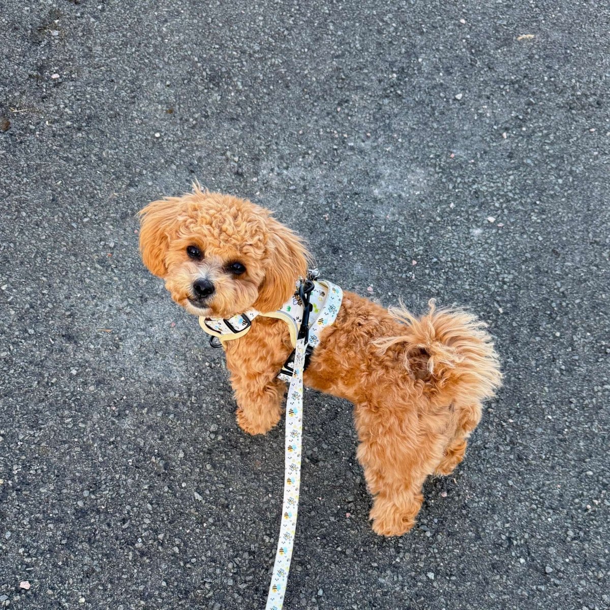 Rugged Rover™ Harness - Bee-utiful Summer - The Bark Market