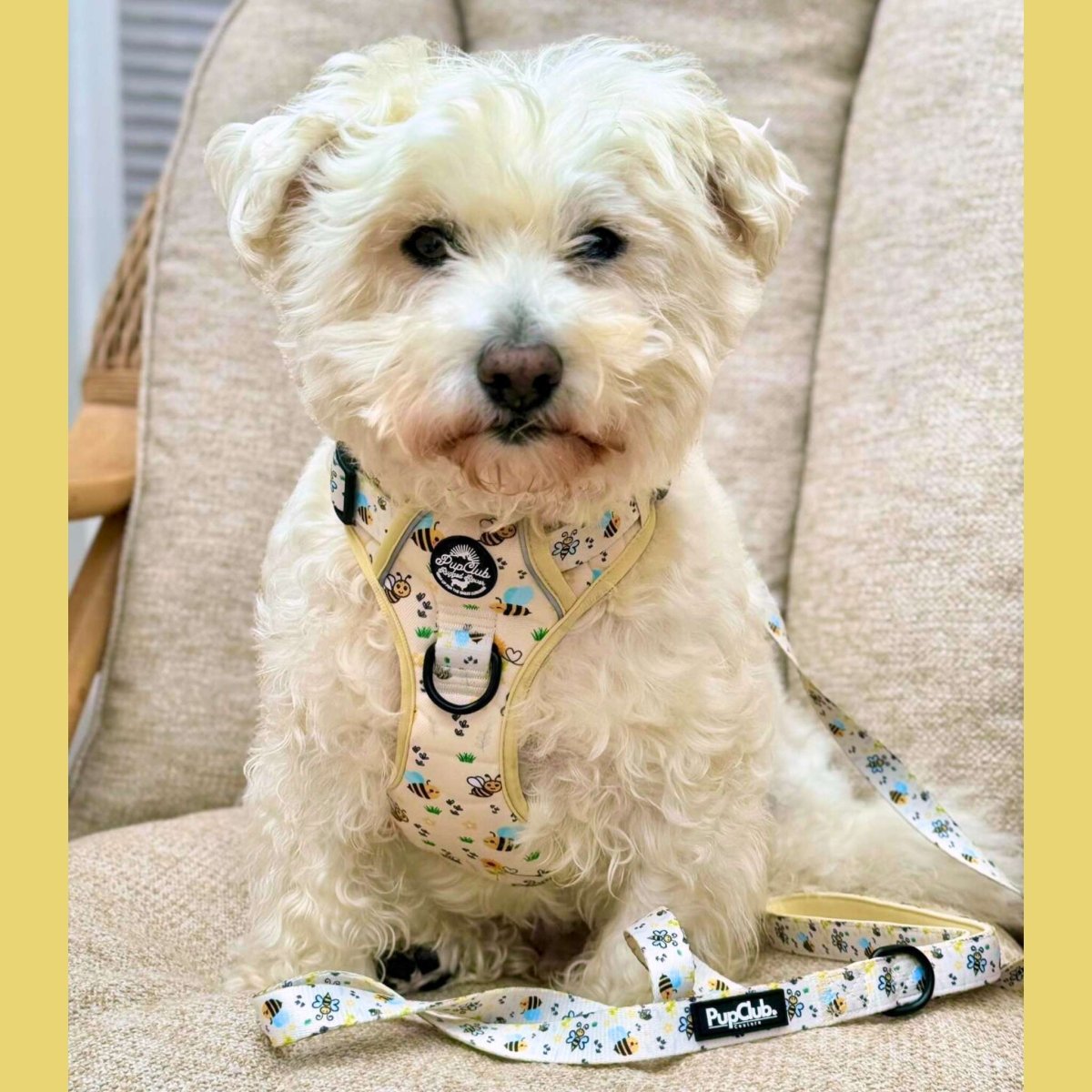 Rugged Rover™ Harness - Bee-utiful Summer - The Bark Market