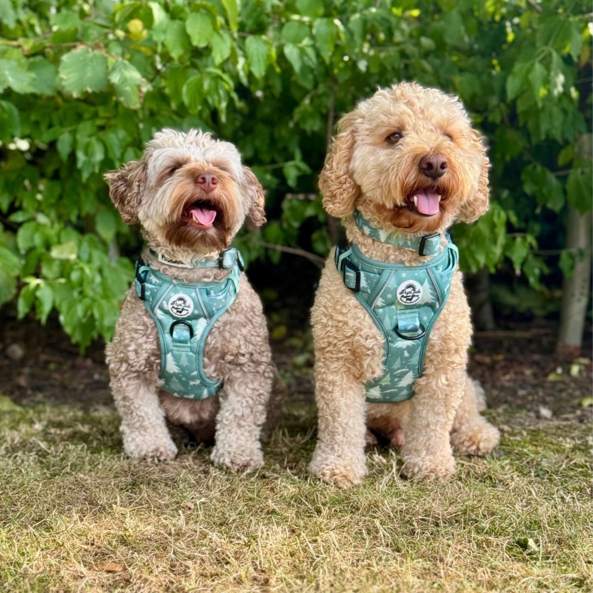 Rugged Rover™ Harness - Evergreen Trails - The Bark Market
