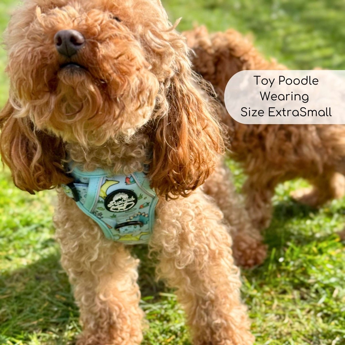 Rugged Rover™ Harness - Jurassic Party - The Bark Market