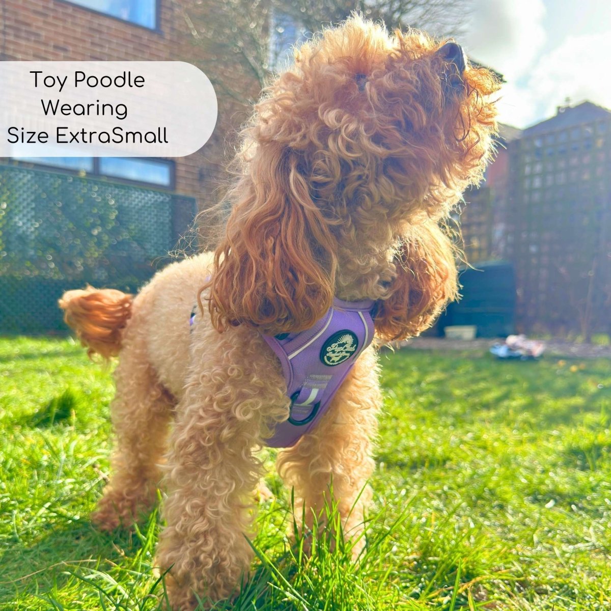 Rugged Rover™ Harness - Lilac Blush - The Bark Market