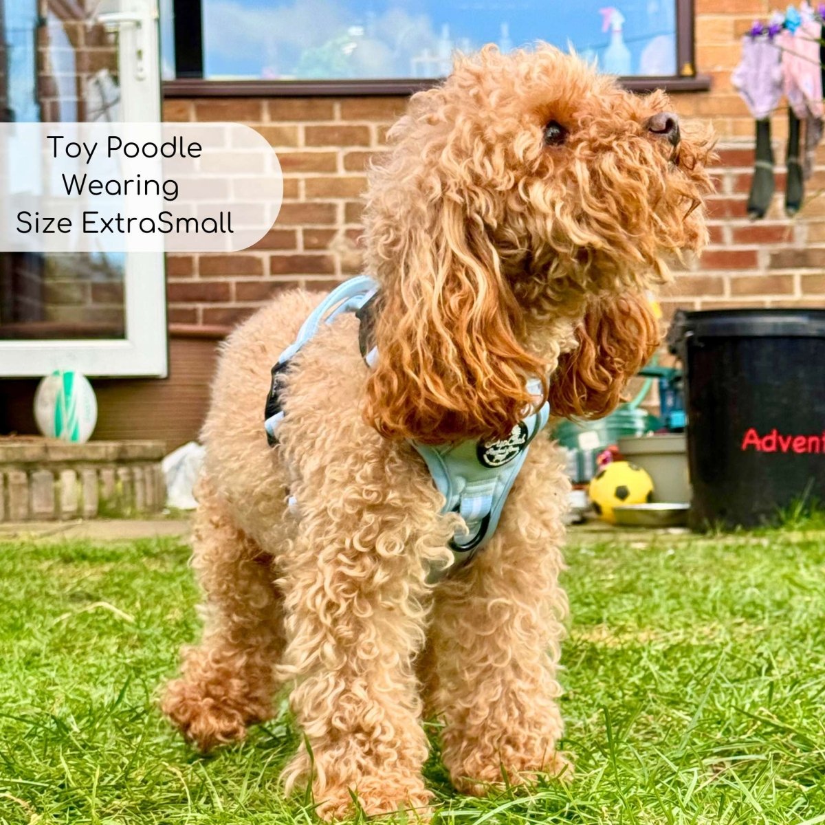 Rugged Rover™ Harness - Pastel Blue - The Bark Market