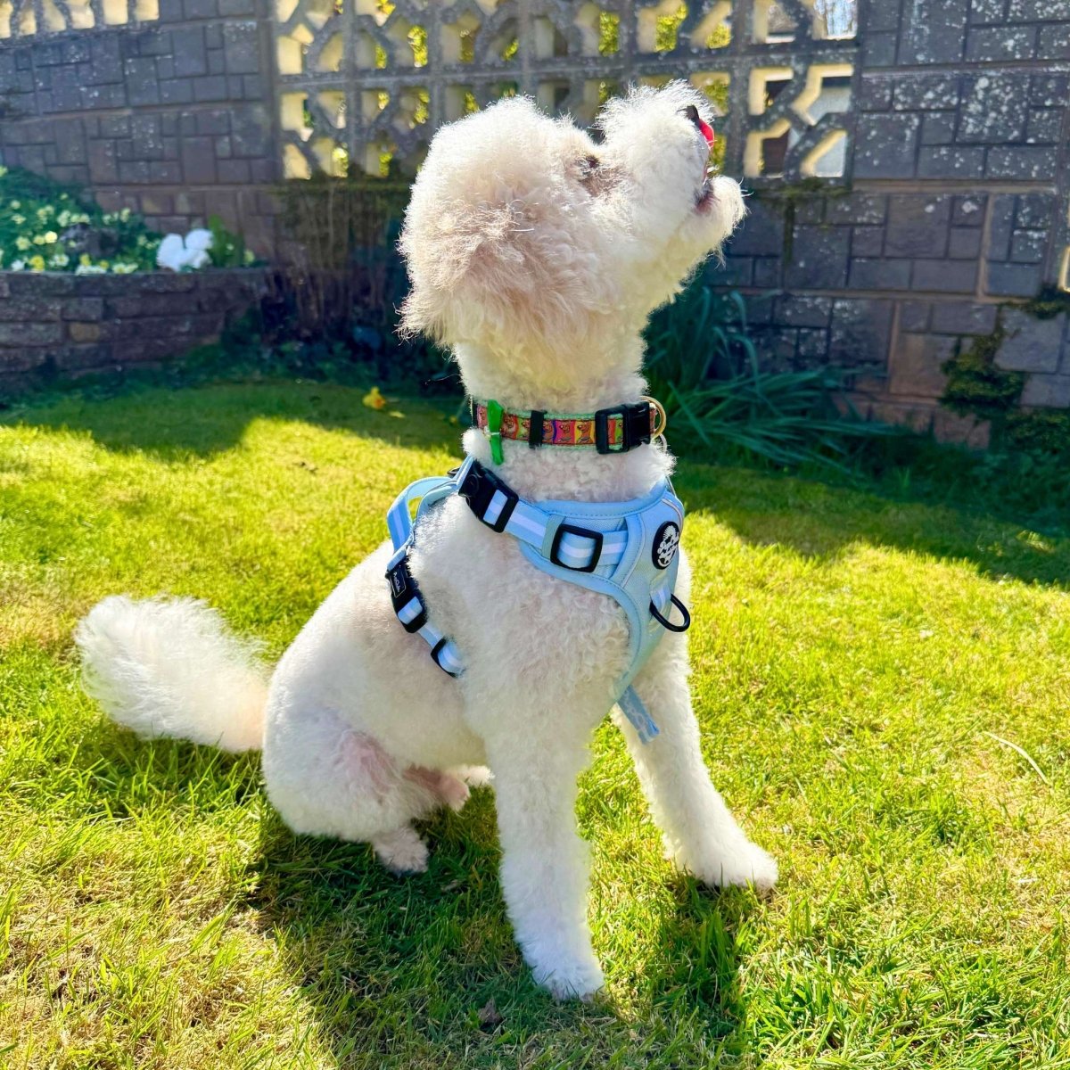 Rugged Rover™ Harness - Pastel Blue - The Bark Market
