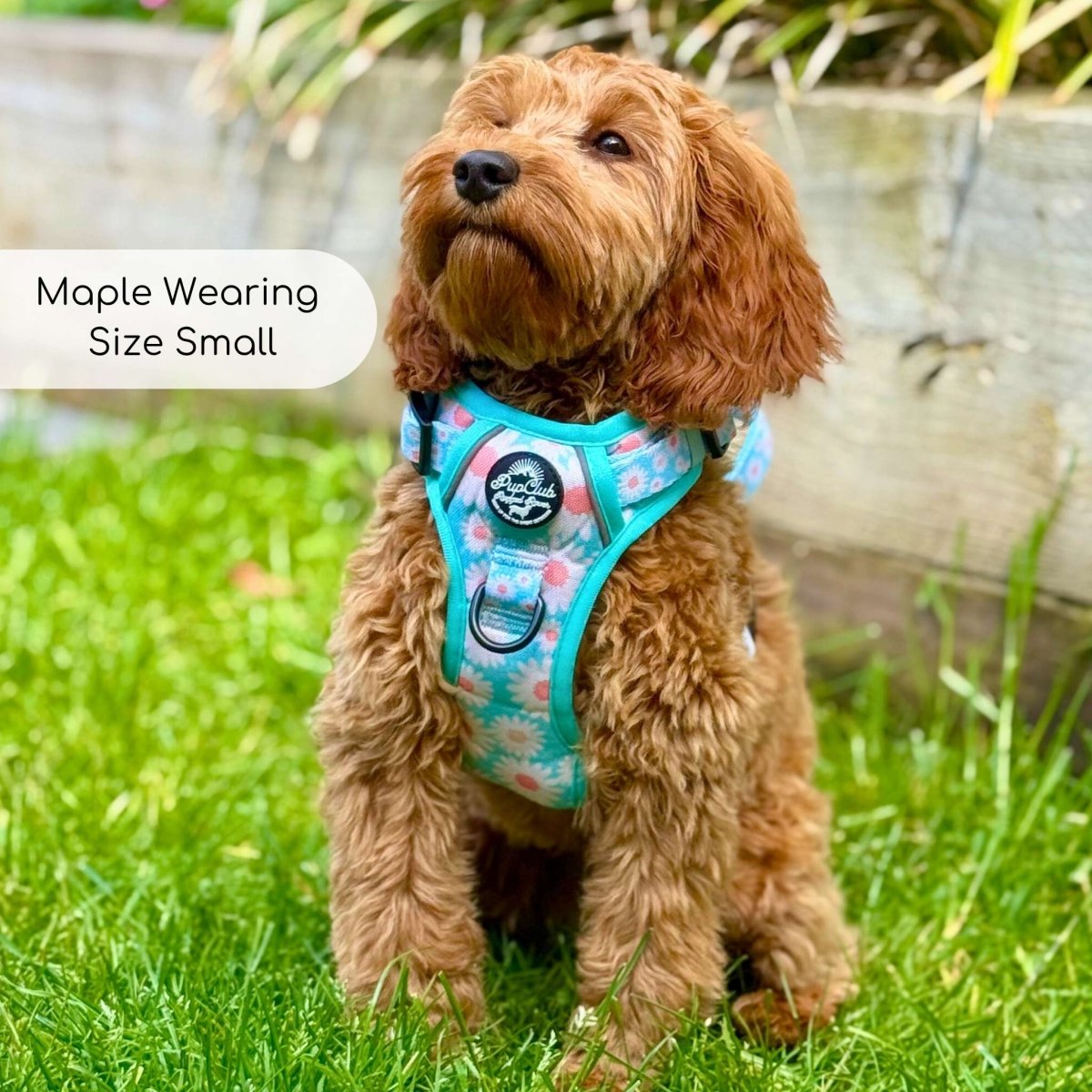 Rugged Rover™ Harness - Pastel Daisy - The Bark Market