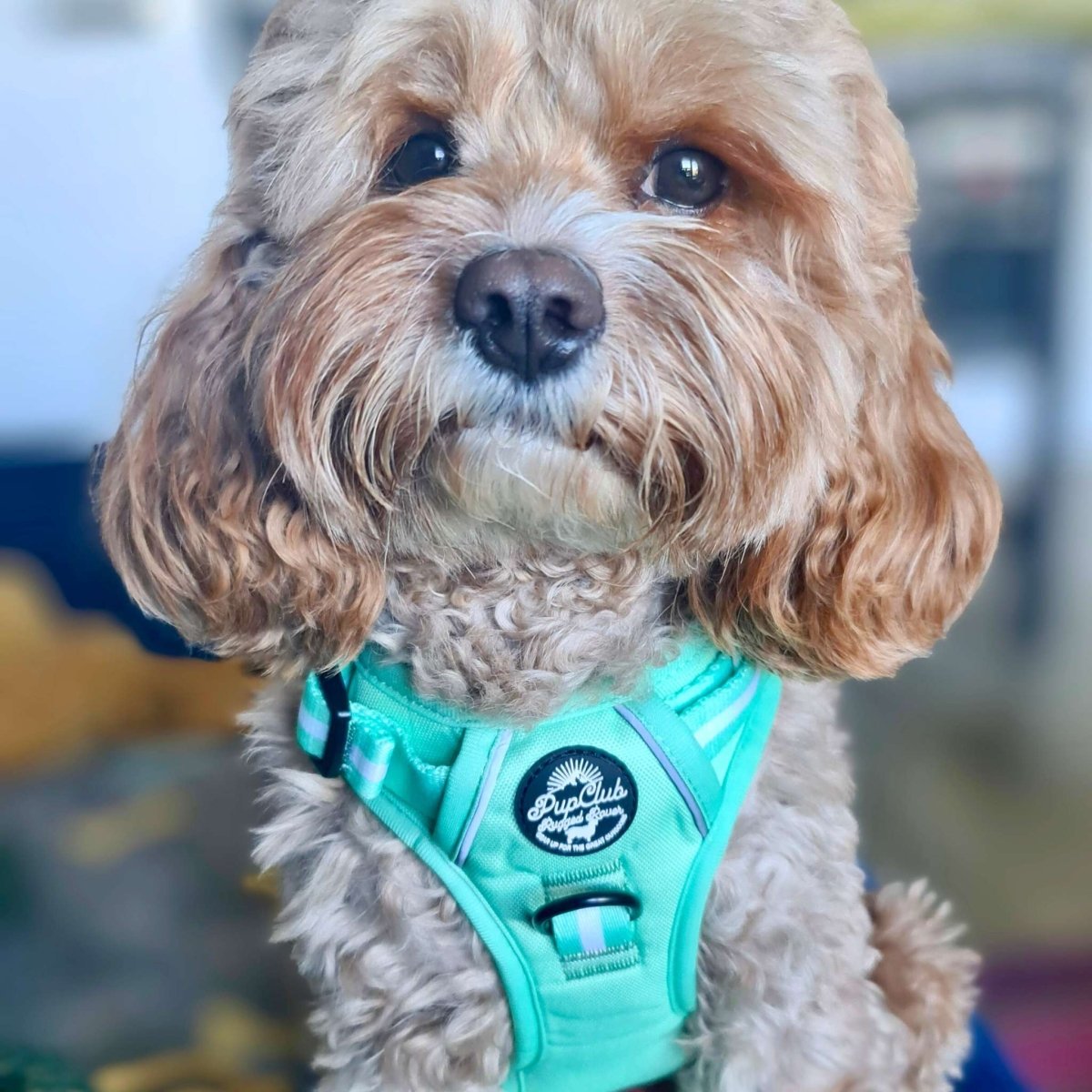 Rugged Rover™ Harness - Pastel Mint Green - The Bark Market