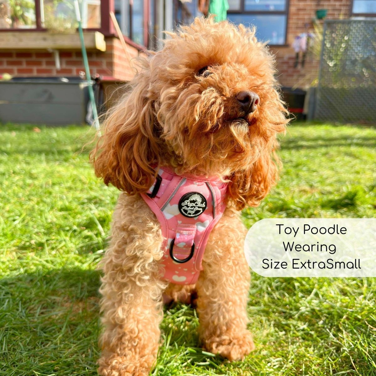 Rugged Rover™ Harness - Peachy Hearts - The Bark Market