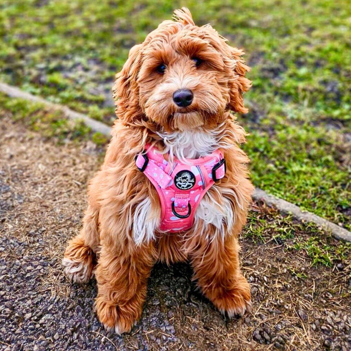 Rugged Rover™ Harness - Peachy Hearts - The Bark Market