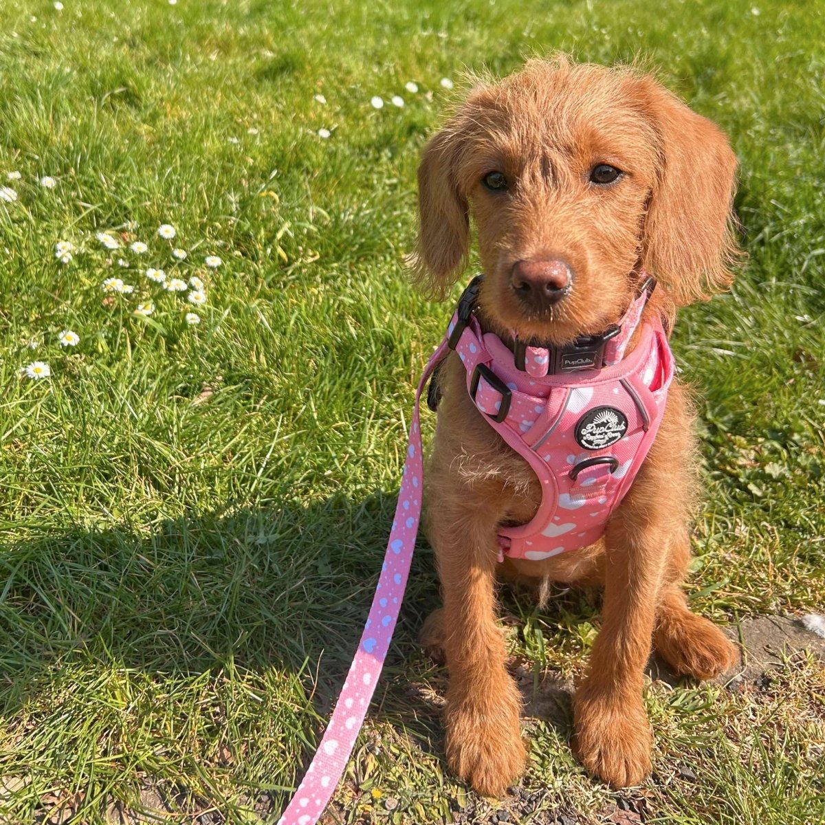 Rugged Rover™ Harness - Peachy Hearts - The Bark Market