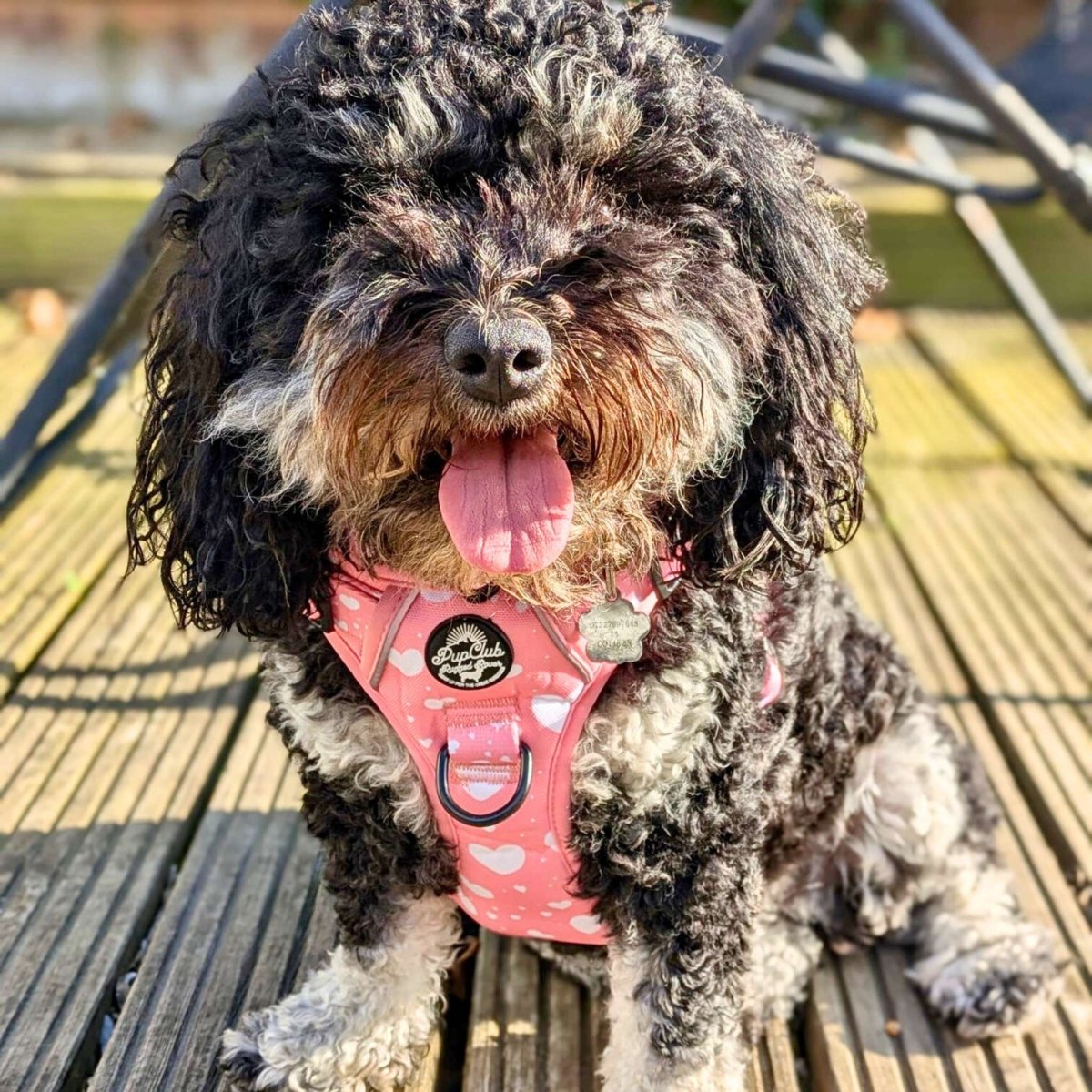 Rugged Rover™ Harness - Peachy Hearts - The Bark Market