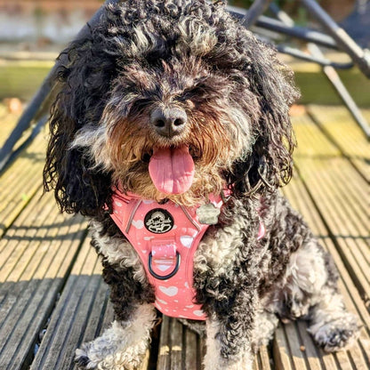 Rugged Rover™ Harness - Peachy Hearts - The Bark Market
