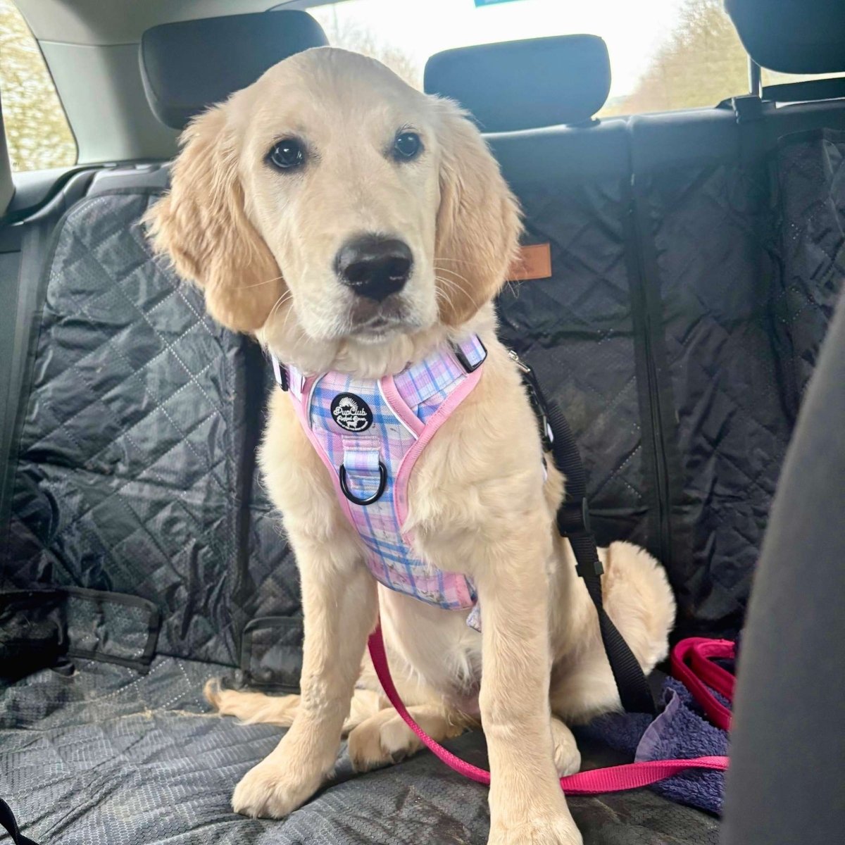 Rugged Rover™ Harness - Pink Tartan - The Bark Market