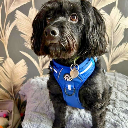 Rugged Rover™ Harness - Royal Blue - The Bark Market