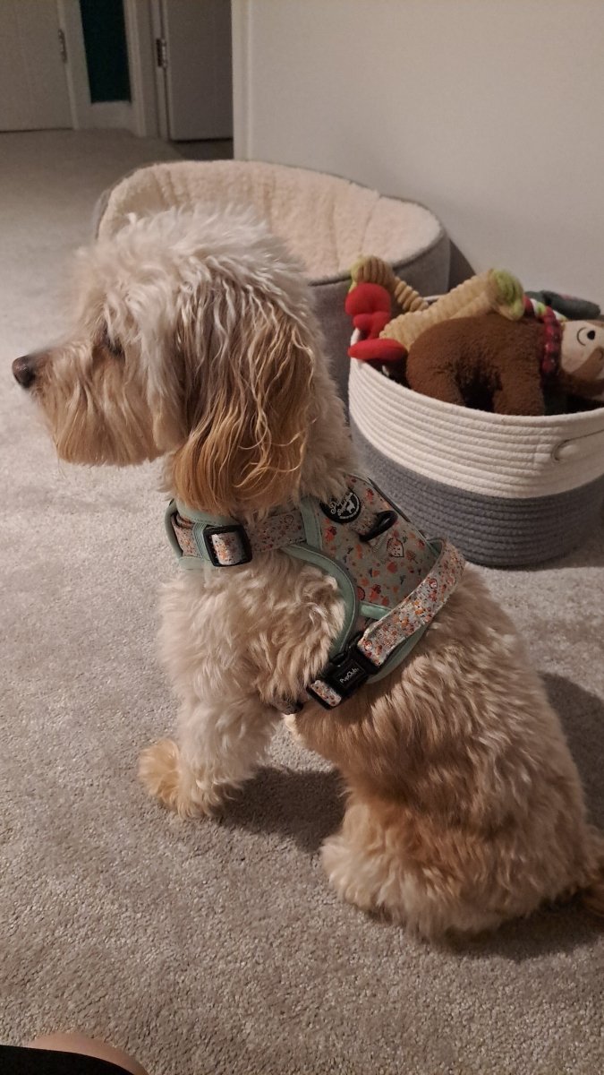 Rugged Rover™ Harness - Woodland Friends - The Bark Market