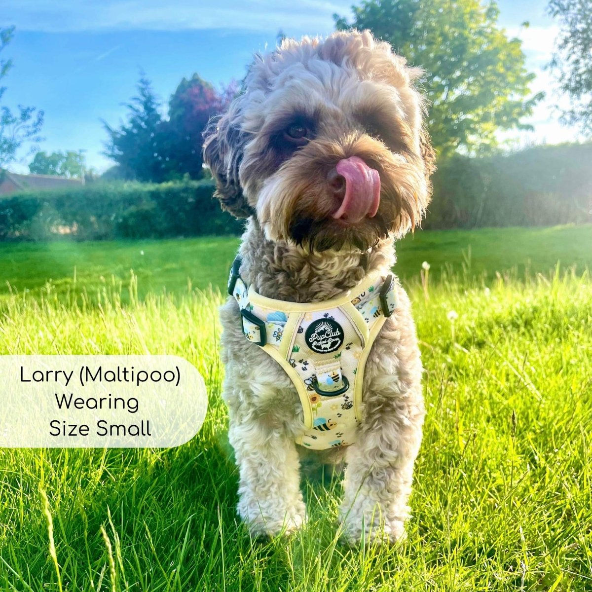 Rugged Rover™ Harness - Bee-utiful Summer - The Bark Market