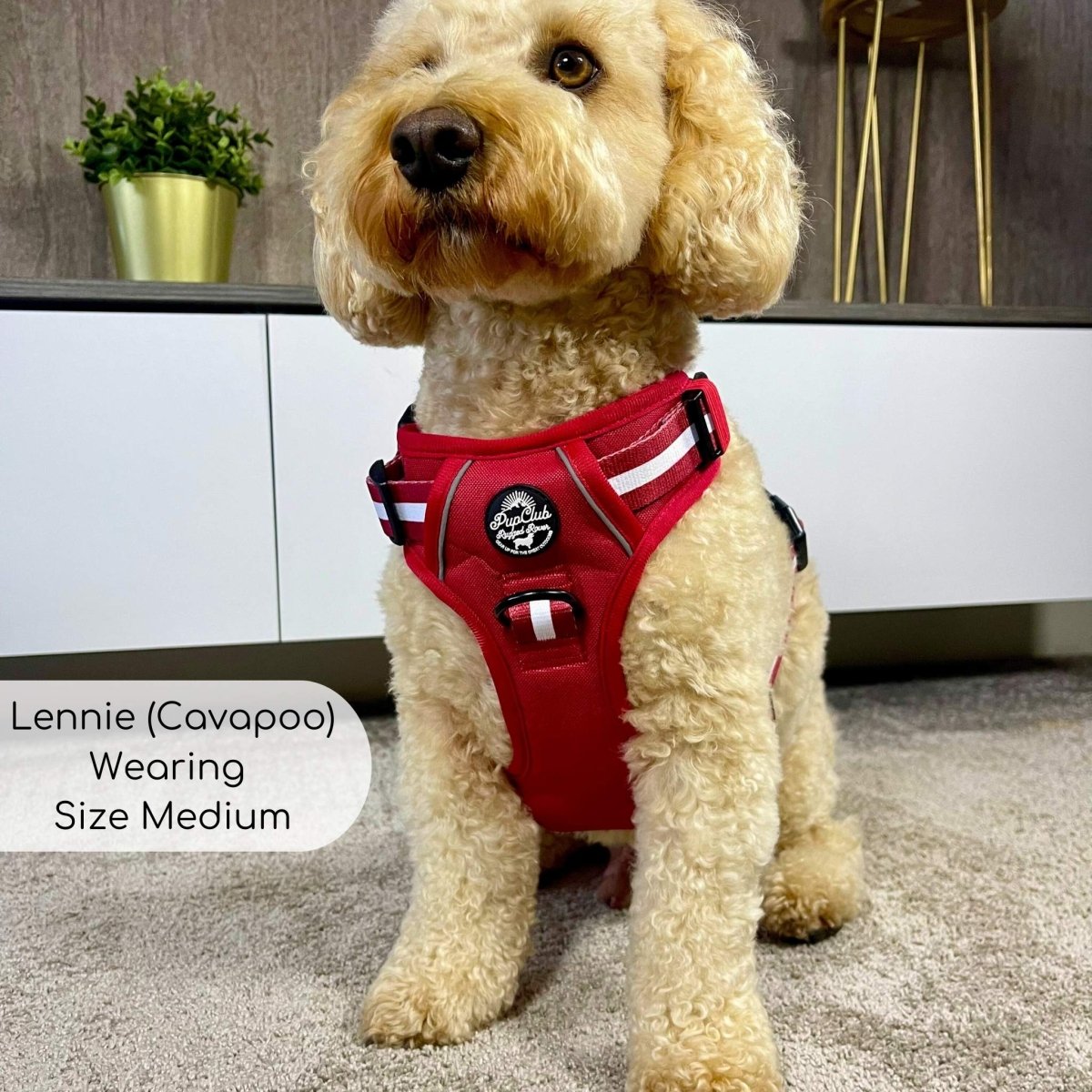 Rugged Rover™ Harness - Berry Red - The Bark Market