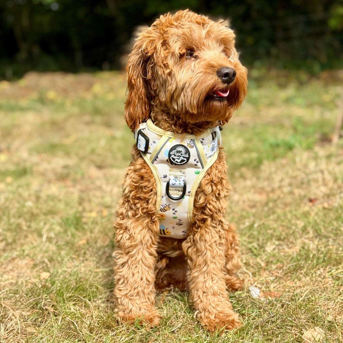 Rugged Rover™ Harness - Bee-utiful Summer - The Bark Market