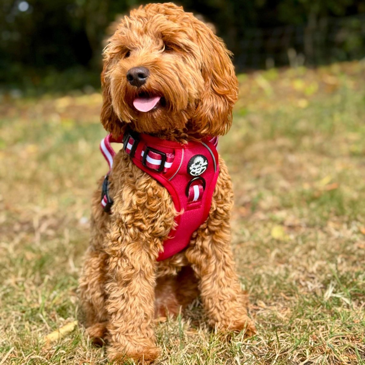 Rugged Rover™ Harness - Berry Red - The Bark Market