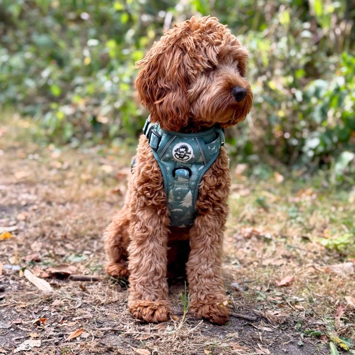 Rugged Rover™ Harness - Evergreen Trails - The Bark Market