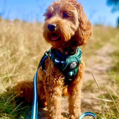 Rugged Rover™ Harness - Forest Green - The Bark Market