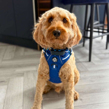 Rugged Rover™ Harness - Royal Blue - The Bark Market