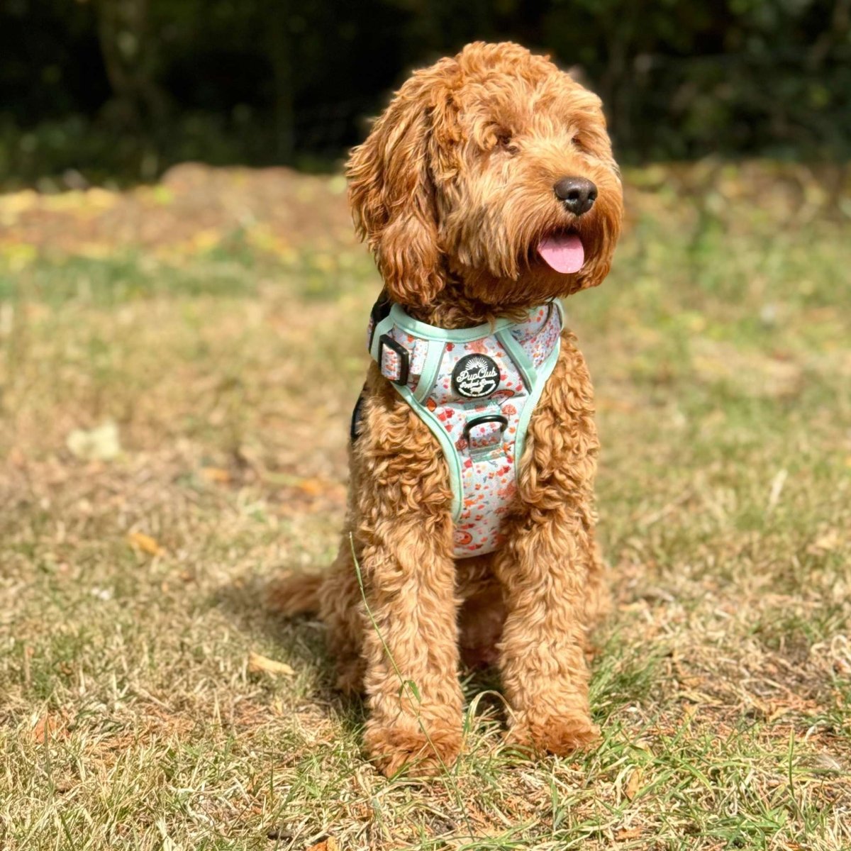 Rugged Rover™ Harness - Woodland Friends - The Bark Market