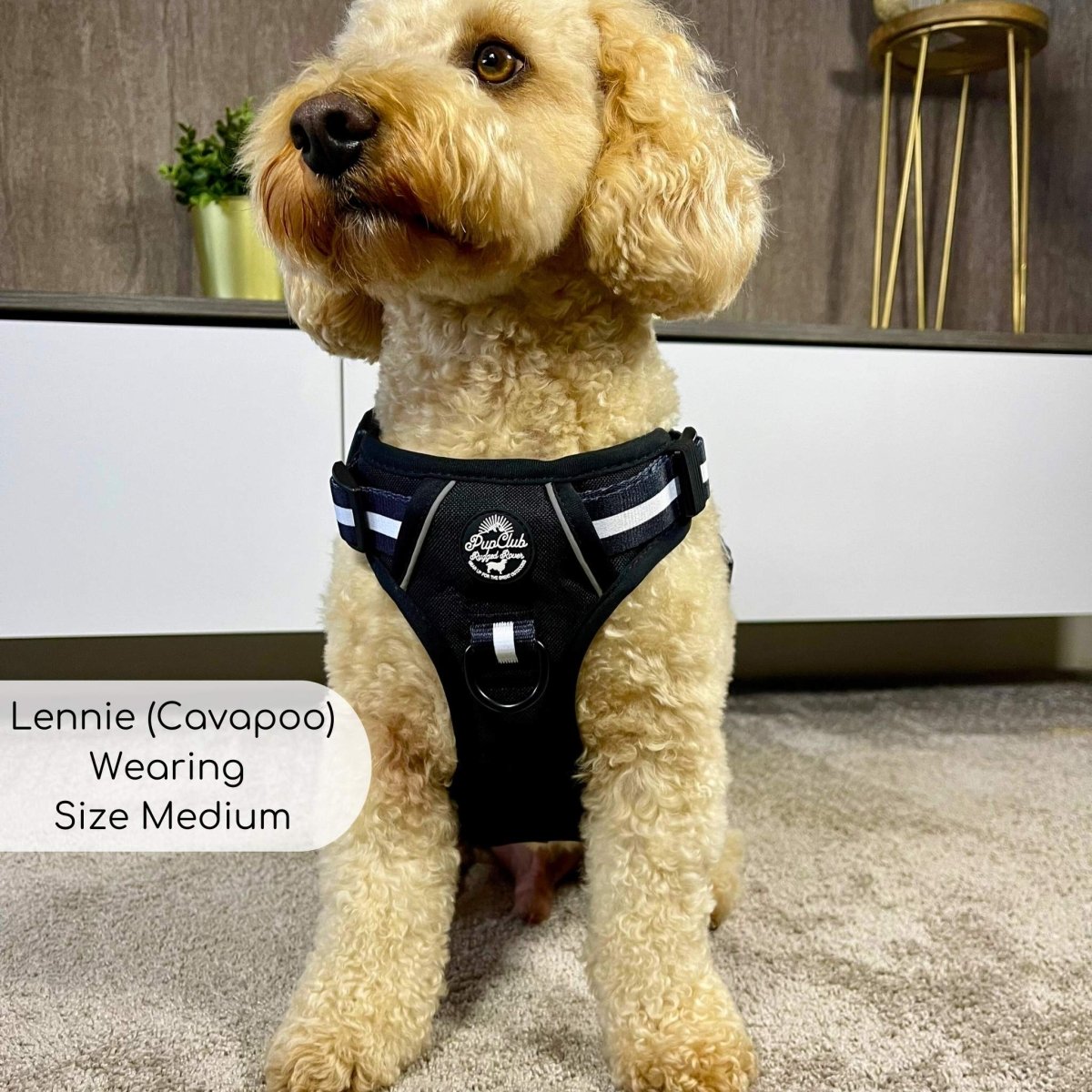 Rugged Rover™ Harness - Midnight Black - The Bark Market