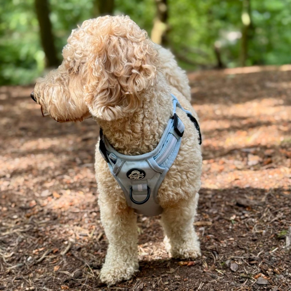 Rugged Rover™ Harness - Pastel Blue - The Bark Market
